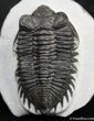 Bug Eyed Coltraneia (Treveropyge) Trilobite #1517-1